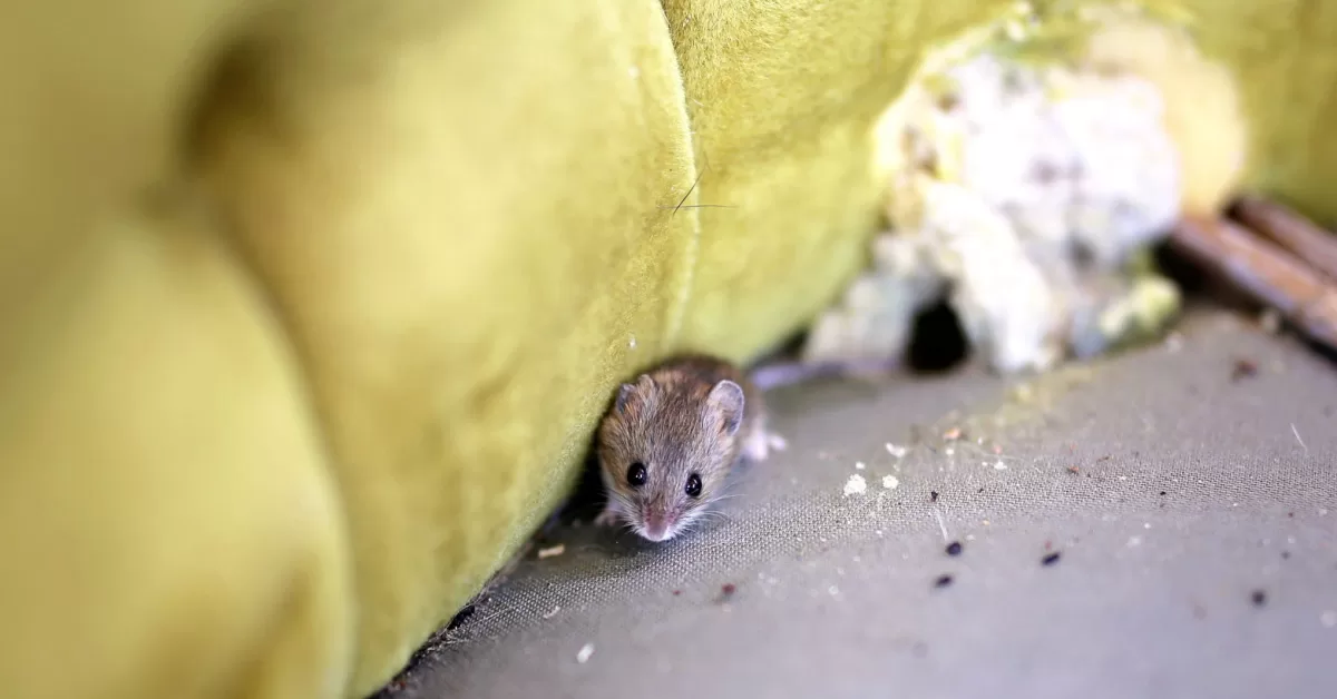 How do I Keep Mice Out of my Patio Furniture? (Natural Ways)