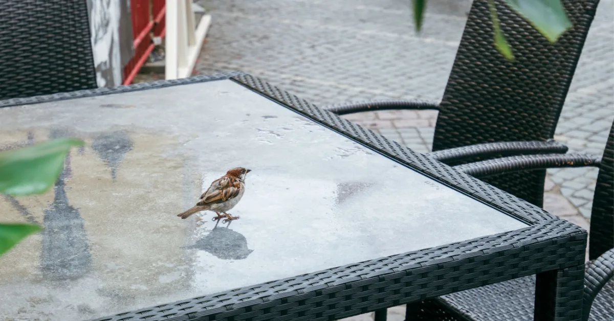 8 Ways to Keep Birds Off Patio Furniture and Porch